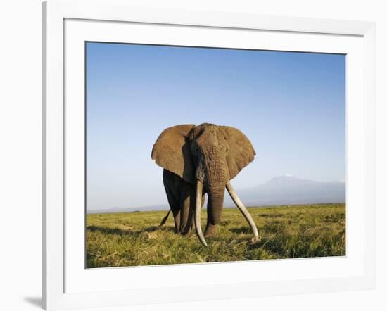 African Elephant with Large Tusks-Martin Harvey-Framed Photographic Print