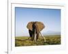 African Elephant with Large Tusks-Martin Harvey-Framed Photographic Print