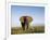 African Elephant with Large Tusks-Martin Harvey-Framed Photographic Print