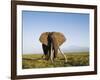 African Elephant with Large Tusks-Martin Harvey-Framed Photographic Print