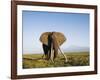 African Elephant with Large Tusks-Martin Harvey-Framed Photographic Print