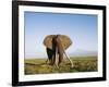 African Elephant with Large Tusks-Martin Harvey-Framed Photographic Print
