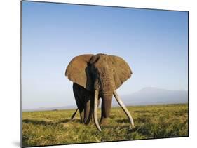 African Elephant with Large Tusks-Martin Harvey-Mounted Photographic Print