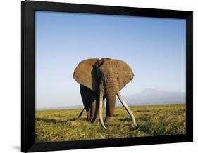 African Elephant with Large Tusks-Martin Harvey-Framed Photographic Print