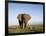 African Elephant with Large Tusks-Martin Harvey-Framed Photographic Print