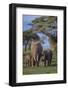 African Elephant with Young-DLILLC-Framed Photographic Print