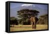 African Elephant-null-Framed Stretched Canvas