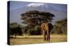 African Elephant-null-Stretched Canvas