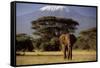 African Elephant-null-Framed Stretched Canvas