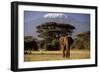 African Elephant-null-Framed Premium Photographic Print