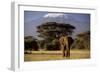 African Elephant-null-Framed Premium Photographic Print