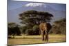 African Elephant-null-Mounted Premium Photographic Print