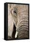 African Elephant-null-Framed Stretched Canvas