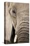 African Elephant-null-Stretched Canvas