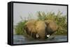 African Elephant-null-Framed Stretched Canvas