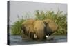 African Elephant-null-Stretched Canvas