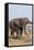 African Elephant-Michele Westmorland-Framed Stretched Canvas