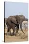African Elephant-Michele Westmorland-Stretched Canvas