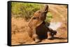 African Elephant-Mary Ann McDonald-Framed Stretched Canvas