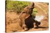 African Elephant-Mary Ann McDonald-Stretched Canvas