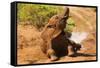 African Elephant-Mary Ann McDonald-Framed Stretched Canvas
