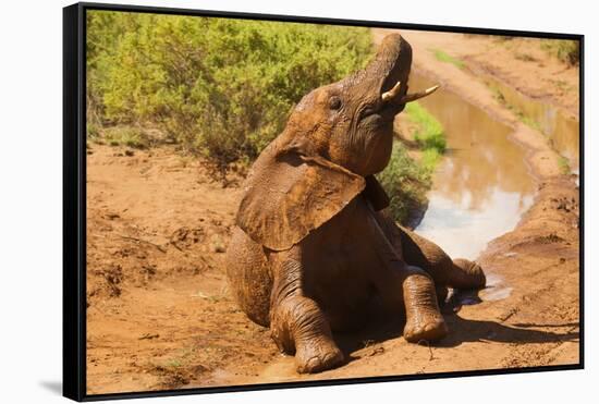 African Elephant-Mary Ann McDonald-Framed Stretched Canvas