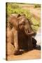 African Elephant-Mary Ann McDonald-Stretched Canvas