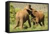 African Elephant-Mary Ann McDonald-Framed Stretched Canvas