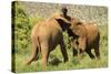 African Elephant-Mary Ann McDonald-Stretched Canvas