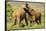 African Elephant-Mary Ann McDonald-Framed Stretched Canvas