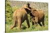 African Elephant-Mary Ann McDonald-Stretched Canvas