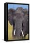 African Elephant-DLILLC-Framed Stretched Canvas