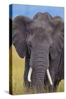 African Elephant-DLILLC-Stretched Canvas