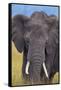 African Elephant-DLILLC-Framed Stretched Canvas