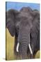 African Elephant-DLILLC-Stretched Canvas