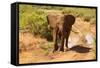 African Elephant-Mary Ann McDonald-Framed Stretched Canvas