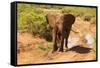 African Elephant-Mary Ann McDonald-Framed Stretched Canvas