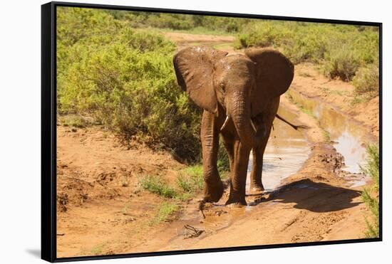 African Elephant-Mary Ann McDonald-Framed Stretched Canvas