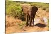 African Elephant-Mary Ann McDonald-Stretched Canvas