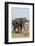 African Elephant-Michele Westmorland-Framed Photographic Print