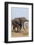 African Elephant-Michele Westmorland-Framed Photographic Print