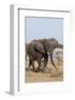 African Elephant-Michele Westmorland-Framed Photographic Print