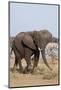 African Elephant-Michele Westmorland-Mounted Photographic Print