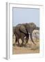 African Elephant-Michele Westmorland-Framed Photographic Print