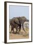 African Elephant-Michele Westmorland-Framed Photographic Print