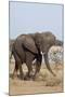 African Elephant-Michele Westmorland-Mounted Photographic Print