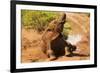 African Elephant-Mary Ann McDonald-Framed Photographic Print