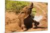 African Elephant-Mary Ann McDonald-Mounted Photographic Print