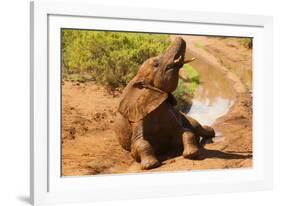 African Elephant-Mary Ann McDonald-Framed Photographic Print