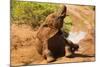 African Elephant-Mary Ann McDonald-Mounted Photographic Print